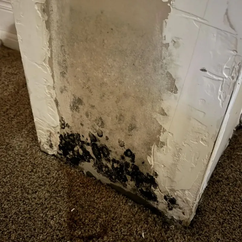 Professional Mold Removal in Riverside, IL